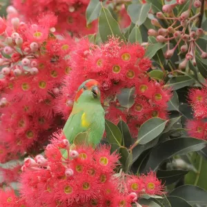 Le lorikeet de Musk (Glossopsitta concinna) parmi les fleurs dans un arbre d'Eucalyptus. Le lorikeet de Musk (Glossopsitta concinna) parmi les fleurs dans un arbre d'Eucalyptus.
