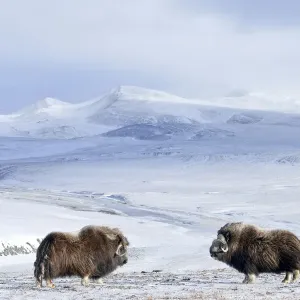 Musk oxen Print, Wrangel Island habitat scene Musk oxen Print, Wrangel Island habitat scene