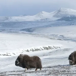 Musk ox (Ovibos moschatus) two in habitat, Wrangel Island, Far Eastern Russia, October Musk ox (Ovibos moschatus) two in habitat, Wrangel Island, Far Eastern Russia, October
