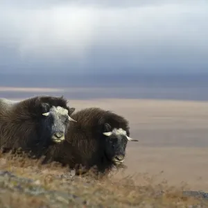 Musk oxen Print, Wrangel Island landscape Musk oxen Print, Wrangel Island landscape