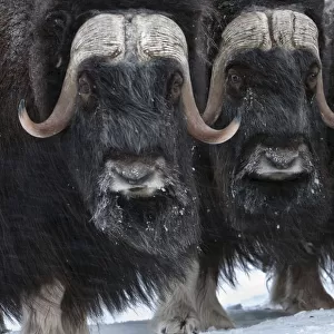Musk ox (Ovibos moschatus) herd, Wrangel Island, Far Eastern Russia, March