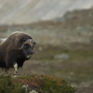 Musk Ox (Ovibos moschatus) in mountainous habitat. Dovrefjell National Park, Norway, September Musk Ox (Ovibos moschatus) in mountainous habitat. Dovrefjell National Park, Norway, September