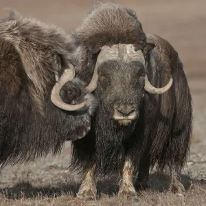 Musk ox Print, two standing closely on Wrangel Island Musk ox Print, two standing closely on Wrangel Island