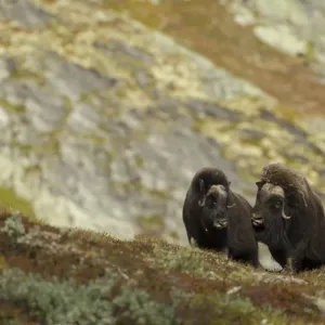 Musk Oxen (Ovibos moschatus) in mountain habitat. Dovrefjell National Park, Norway, September Musk Oxen (Ovibos moschatus) in mountain habitat. Dovrefjell National Park, Norway, September
