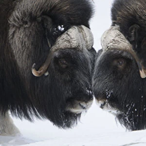 Two Muskox (Ovibos moschatus) face to face, Dovrefjell National Park, Norway, February