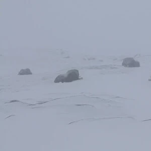 Five Muskox (Ovibos moschatus) lying down, in mist, Dovrefjell National Park, Norway
