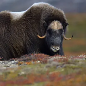 Muskox (Ovibos moschatus), male portrait. Dovrefjell National Park, Norway