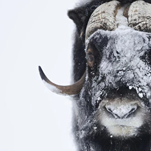 Muskox (Ovibos moschatus) with snow on face, Dovrefjell National Park, Norway, February 2009