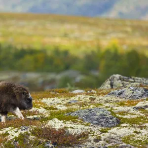 Muskox (Ovibos moschatus) walking across the tundra in autumn, Dovrefjell NP, Norway