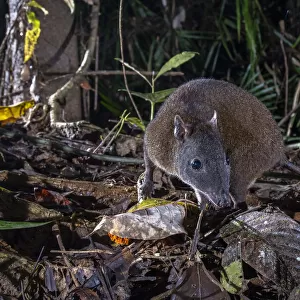 Musky rat kangaroo (Hypsiprymnodon moschatus) on rainforest floor at night, Wet Tropics World Heritage area, Innisfail, Queensland, Australia