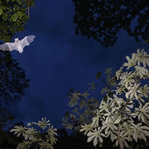 Mustached Bat (Pteronotus sp. ) flying at dusk, Calakmul Biosphere Reserve, Yucatan Peninsula