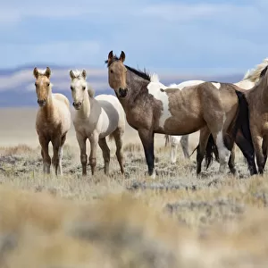 Mustang herd standing in grassland. Red Desert Complex, Wyoming, USA. September