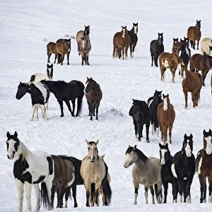 Mustang herd standing in snow. Black Hills Wild Horse Sanctuary, South Dakota, USA