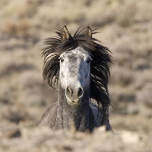 Mustang / wild horse, grey stallion running, Adobe Town Herd Management Area, Southwestern Wyoming