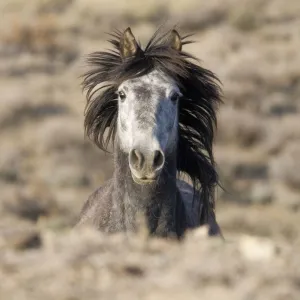 Mustang / wild horse, grey stallion running, Adobe Town Herd Management Area, Southwestern Wyoming