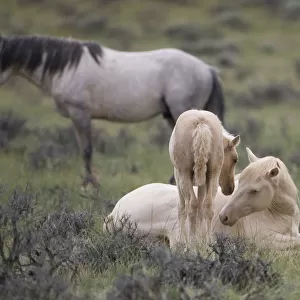 Mustangs / wild horses, cremello colt Cremosso and foal interacting, McCullough Peaks herd