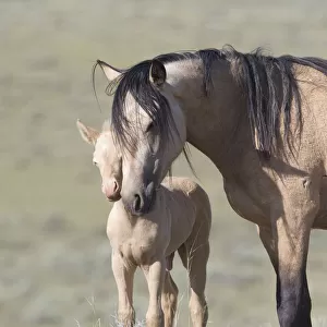 Mustangs / wild horses, cremello colt Cremosso with mare, McCullough Peaks herd, Wyoming