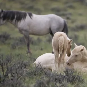 Mustangs / wild horses, cremello colt Cremosso and foal interacting, McCullough Peaks herd Mustangs / wild horses, cremello colt Cremosso and foal interacting, McCullough Peaks herd
