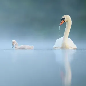 Mute swan (Cygnus olor) adult and cygnet swimming on misty lake at dawn. Richmond Park, London, UK. May Mute swan (Cygnus olor) adult and cygnet swimming on misty lake at dawn. Richmond Park, London, UK. May
