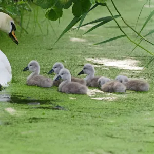 Mute swan (Cygnus olor) adult with cygnets on water, Woodwalton Fen, Cambridgeshire