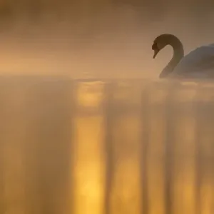 Mute swan (Cygnus olor) backlit on a misty morning. Valkenhorst Nature reserve Mute swan (Cygnus olor) backlit on a misty morning. Valkenhorst Nature reserve