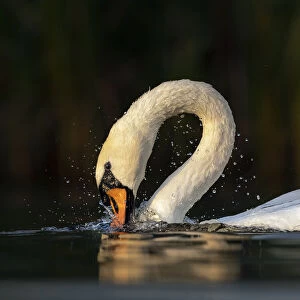 Mute swan (Cygnus olor) bathing, Valkenhorst Nature Reserve, The Netherlands, Europe. August