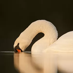 Mute Swan (Cygnus olor) with its beak in water. Fife, Scotland, November