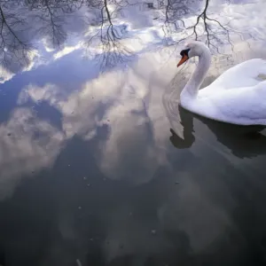 Mute swan {Cygnus olor} with clouds reflected in water Brasschaat, Belgium Mute swan {Cygnus olor} with clouds reflected in water Brasschaat, Belgium