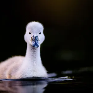 Mute swan (Cygnus olor) cygnet swimming. Richmond Park, London, UK. May