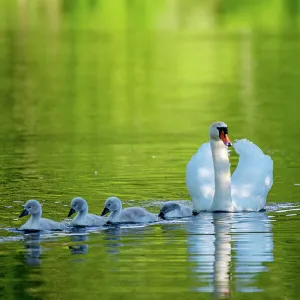 Mute swan, (Cygnus olor) with cygnets, near Turf Locks, Exeter Canal, Devon, UK. May