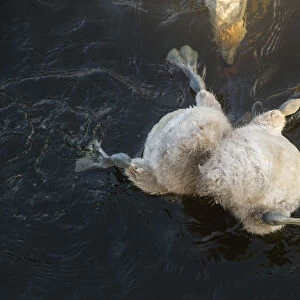 Mute swan (Cygnus olor) cygnets with head submerged while feeding underwater, with mother watching