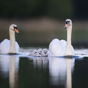 Mute swan (Cygnus olor) cygnets and parents swimming. London, UK. May