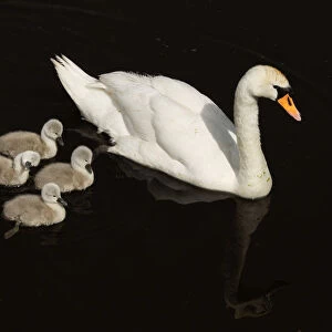 Mute Swan (Cygnus olor) with cygnets, Shapwick NNR, Avalon Marshes, Somerset Levels