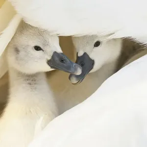 Cygne tuberculé (Cygnus olor), deux cygnes en bas âge se réfugiant sous l'aile du parent. Richmond Park, Londres, Angleterre, Royaume-Uni. Avril. Cygne tuberculé (Cygnus olor), deux cygnes en bas âge se réfugiant sous l'aile du parent. Richmond Park, Londres, Angleterre, Royaume-Uni. Avril.