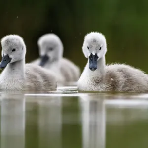 Mute Swan Cygnets Print, Lac de Saint Point, France Mute Swan Cygnets Print, Lac de Saint Point, France
