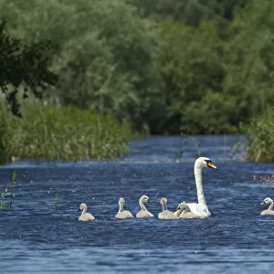 Mute swan (Cygnus olor) and cygnets on water, Westhay Moor SWT reserve, Somerset Levels