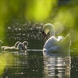 Mute swan (Cygnus olor) with cygnets on water. Reddish Vale Country Park