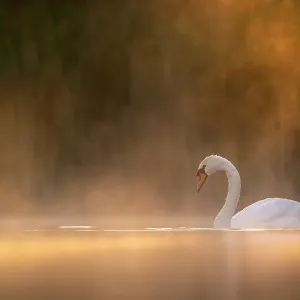 Mute swan (Cygnus olor) in early morning light, Valkenhorst Nature Reserve, The Netherlands, Europe. May Mute swan (Cygnus olor) in early morning light, Valkenhorst Nature Reserve, The Netherlands, Europe. May