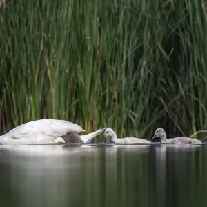 Mute Swan Family Print, Valkenhorst Nature Reserve Mute Swan Family Print, Valkenhorst Nature Reserve