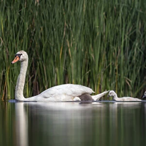 Mute swan (cygnus olor) family, Valkenhorst Nature Reserve, Valkenswaard, The Netherlands