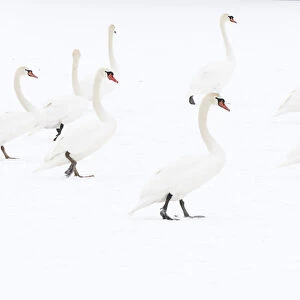 Mute swan (Cygnus olor) flock on snow, Hazerswoude, The Netherlands, February