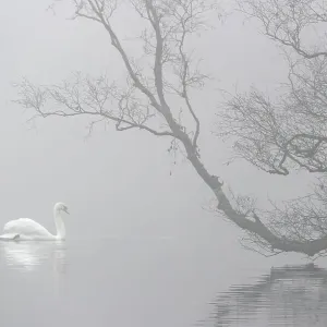 Mute Swan Print in Mist, Bolam Lake Country Park Mute Swan Print in Mist, Bolam Lake Country Park