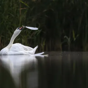Cigno nero (Cygnus olor) che si sgozza e strappa le proprie piume, Riserva naturale Valkenhorst, Valkenswaard, Paesi Bassi. Agosto. Cigno nero (Cygnus olor) che si sgozza e strappa le proprie piume, Riserva naturale Valkenhorst, Valkenswaard, Paesi Bassi. Agosto.