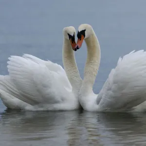 Mute swan (Cygnus olor) pair courting. Walthamstow reservoir, London, UK