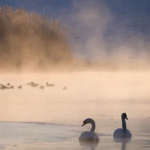 Mute swan (Cygnus olor) pair on misty lake, Amsterdamse Waterleidingduinen Nature Reserve