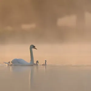 Mute Swan Family on Misty Lake at Sunrise Print Mute Swan Family on Misty Lake at Sunrise Print