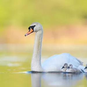 Mute swan (Cygnus olor) parent and cygnets swimming. London, UK. May
