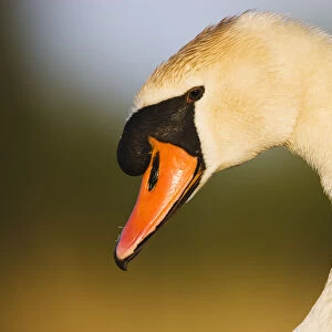 Mute Swan (Cygnus olor) profile of head, Pont du Gau, Camargue, France, April 2009