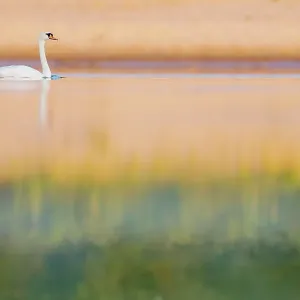 Mute swan (Cygnus olor) on river in evening light, Gelderse Poort, near Nijmegen, The Netherlands. June Mute swan (Cygnus olor) on river in evening light, Gelderse Poort, near Nijmegen, The Netherlands. June