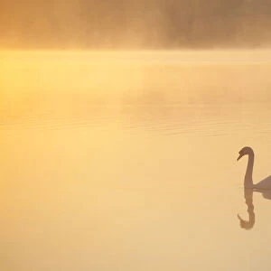 Mute swan (Cygnus olor) on River Spey at dawn, Cairngorms National Park, Scotland